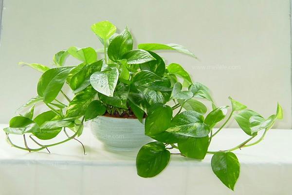 ���ʺϰ칫��������ֲ