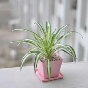 ��֪���칫�Ҿ�����Щ��ֲ��ȥ��ȩ��