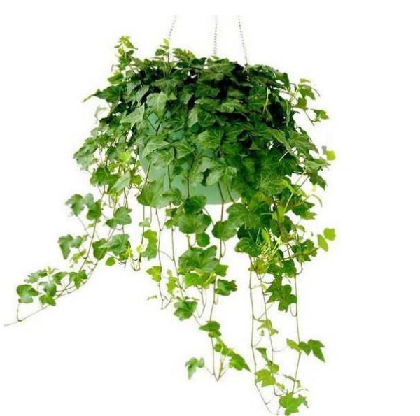 ��֪���칫�Ҿ�����Щ��ֲ��ȥ��ȩ��